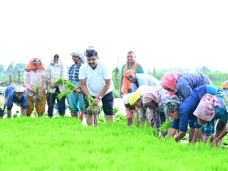 Paddy Transplanting