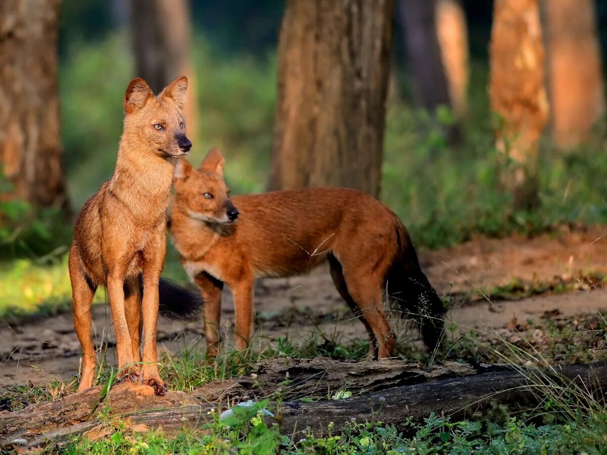 Udanti-Sitanadi Tiger Reserve