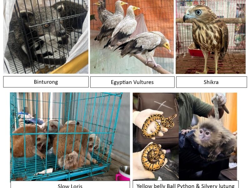 Wildlife smuggling network busted
