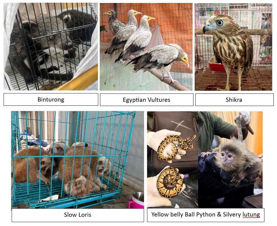 Wildlife smuggling network busted