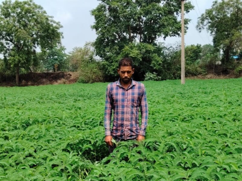 Organic Farming: Promoting natural farming...! Himanshu Banjare from Mahasamund has started organic farming using Dhaincha green manure.