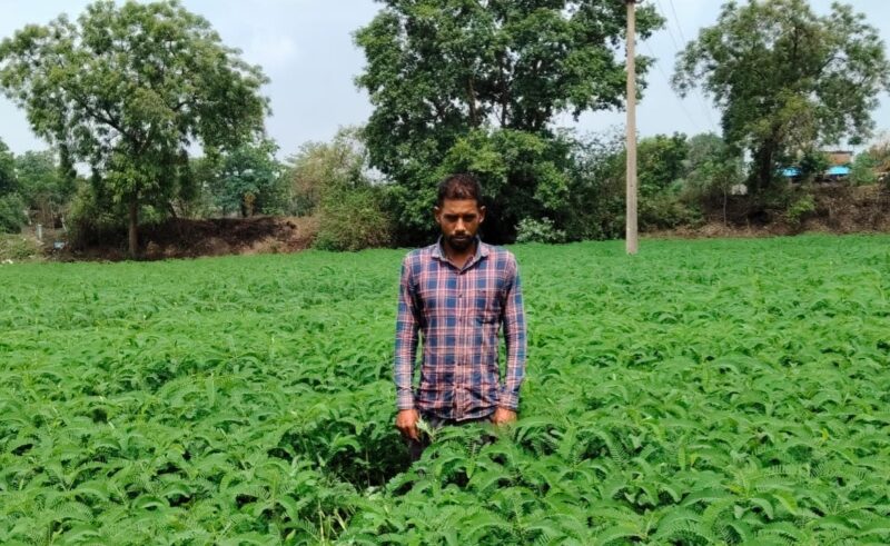 Organic Farming: Promoting natural farming...! Himanshu Banjare from Mahasamund has started organic farming using Dhaincha green manure.