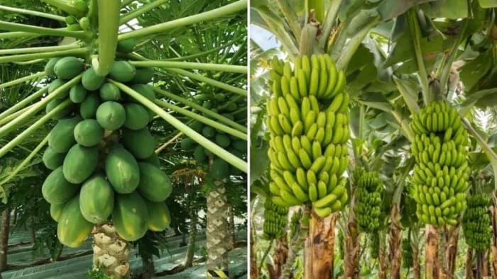 Horticulture: Weather-based crop insurance for horticultural crops...! Last date: July 31.