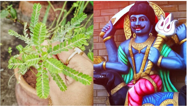 Plantation: The Shami plant... holds special significance in the worship of Lord Shiva and Shani Dev... and also acts as a guardian of the environment.