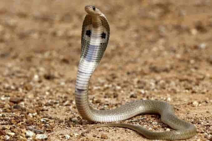 snake park