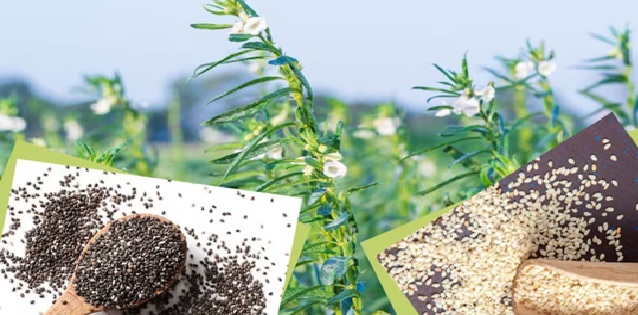 Sesame Farming: Good news for farmers! Now, earn more at a lower cost... A unique initiative by KVK... Along with paddy, *Ramtil* (Niger seed) will now also become a source of income.