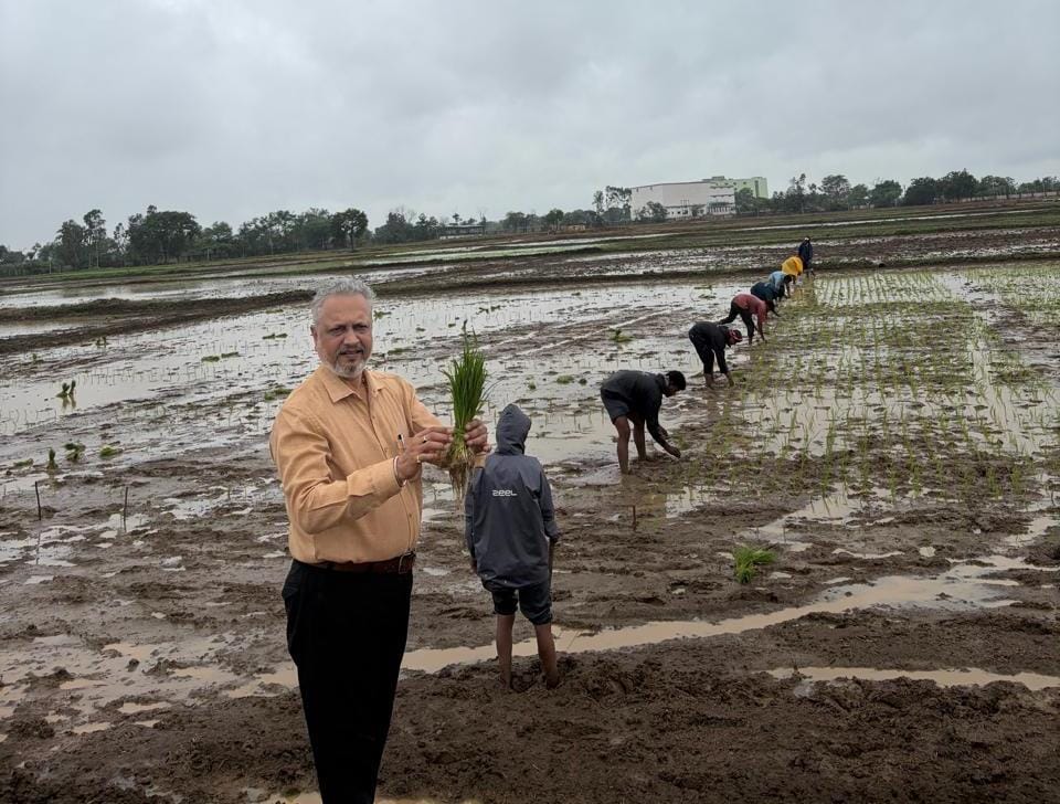 Paddy Farming: Good news for paddy farmers! Nano fertilizers to boost yields and cut costs—ICAR makes a major claim; ICAR-NIBSM conducting advanced trials.