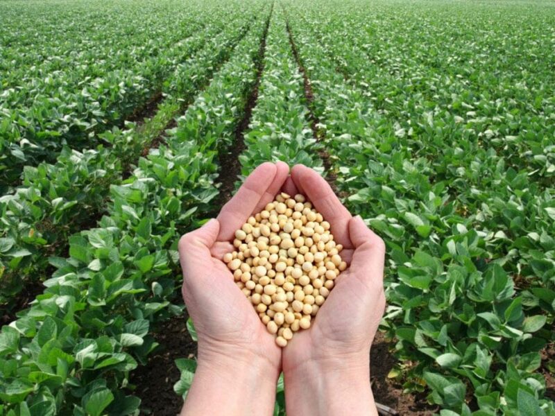 Soybean Farming: Impact of high prices...! Farmers in Madhya Pradesh return to soybean cultivation.
