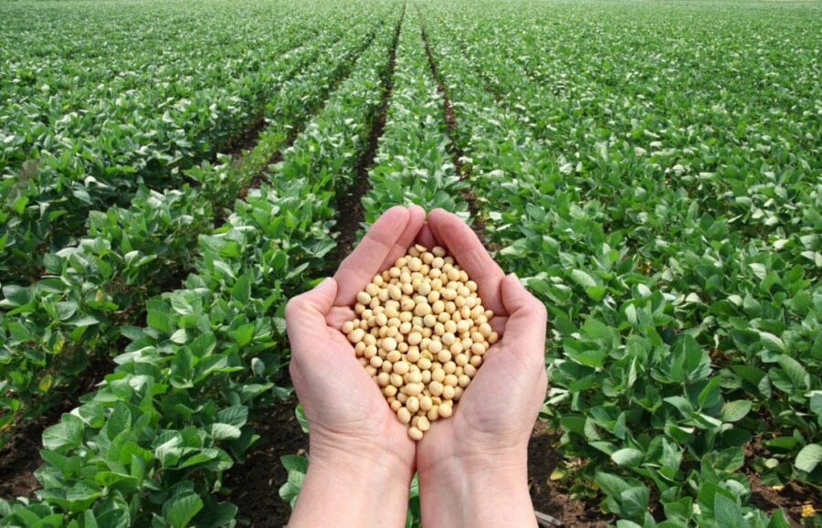 Soybean Farming: Impact of high prices...! Farmers in Madhya Pradesh return to soybean cultivation.