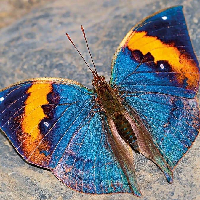 State Butterfly: Chhattisgarh to soon get its first state butterfly! The public can vote until August 31... The Forest Minister has appealed to the people of the state to participate.