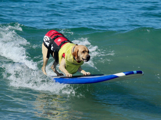 Amazing feat by dogs on the waves