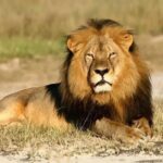 Asiatic lions