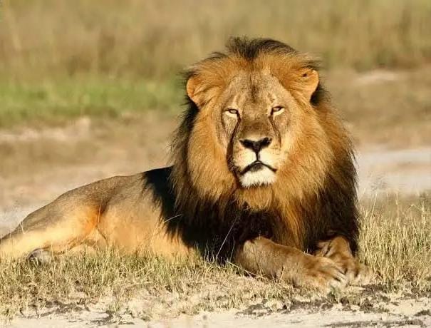 Asiatic lions