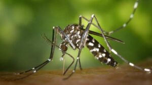 Dengue Alert