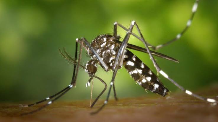 Dengue Alert