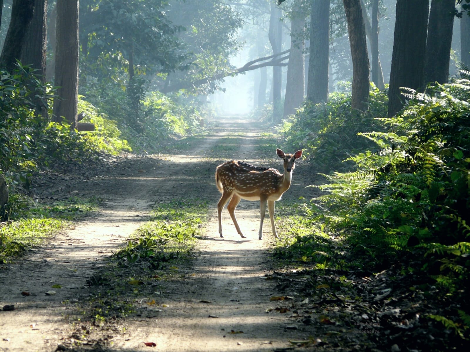 Forest Department