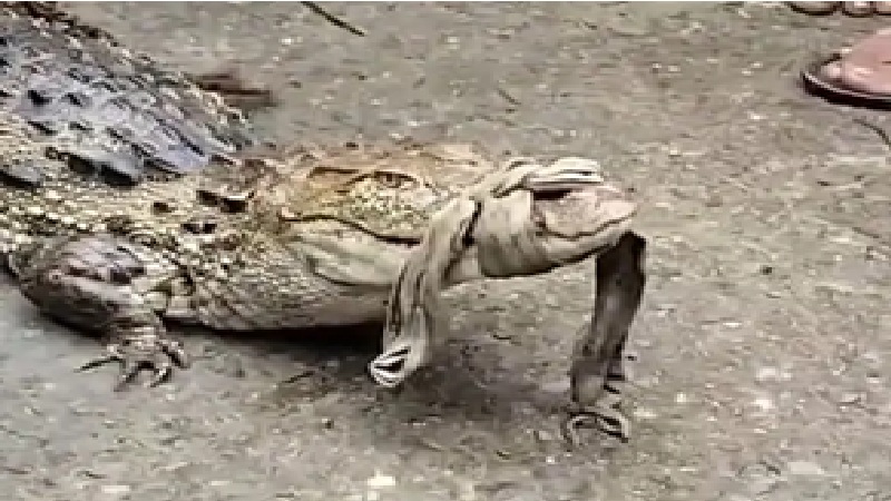 Crocodile Rescue: 4-foot crocodile found in a field...! Farmers risked their lives to rescue it.