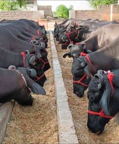 Milk Capital