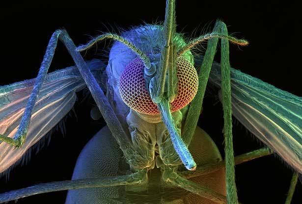 Mosquito scanning