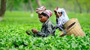 Sharp drop in tea prices