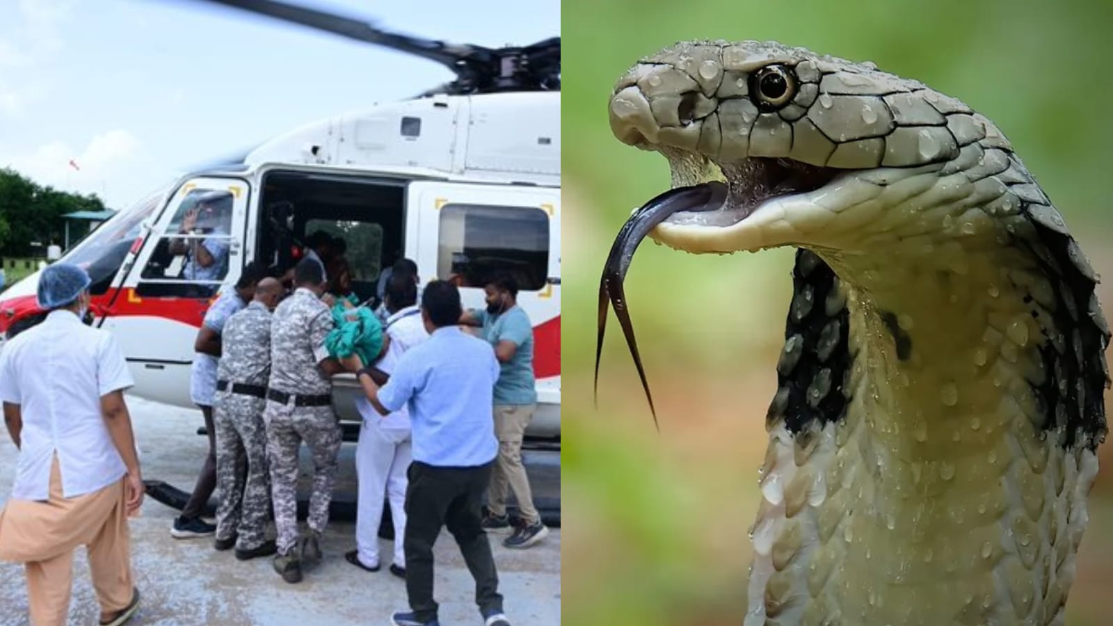 Snakebite tragedy in Gadchiroli