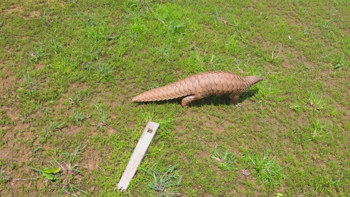 Wildlife