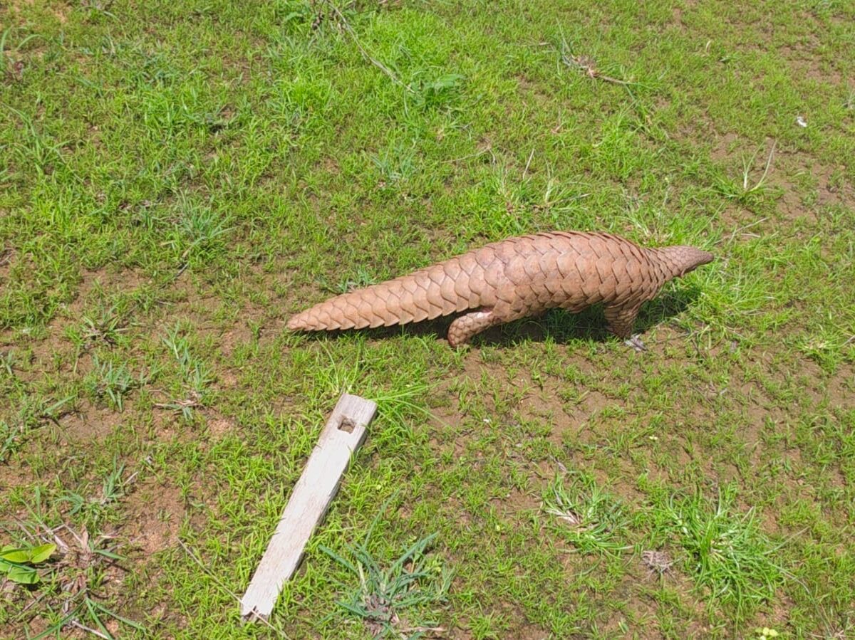 Wildlife