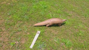 Wildlife
