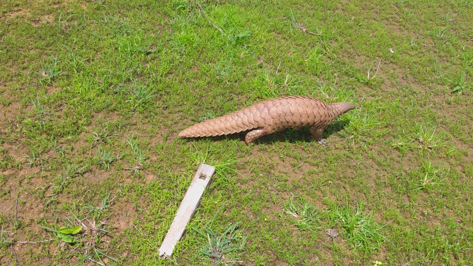 Wildlife