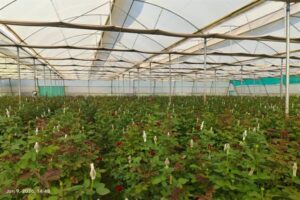 Mini Holland: A village in Madhya Pradesh that has become the ‘Mini Holland’ of farming…! Exotic flowers are blooming in polyhouses.