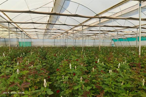 Mini Holland: A village in Madhya Pradesh that has become the ‘Mini Holland’ of farming…! Exotic flowers are blooming in polyhouses.