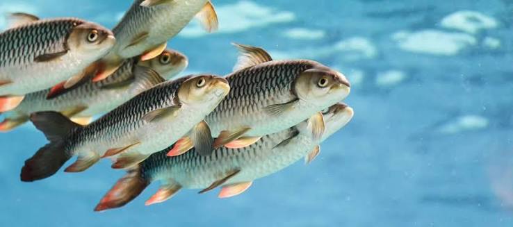 fish farming