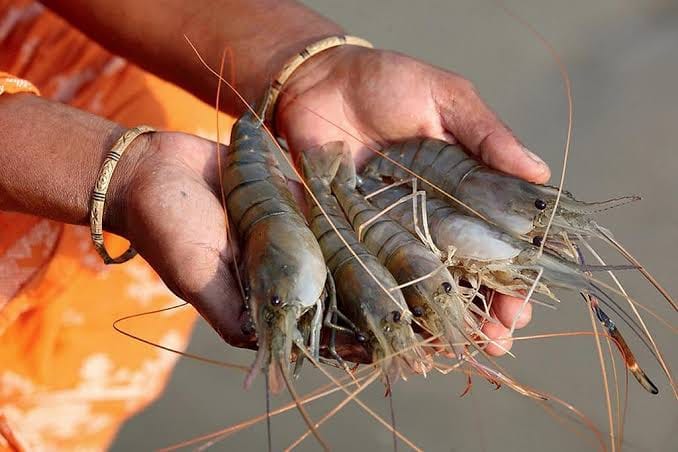 fisheries revolution in Dhamtari