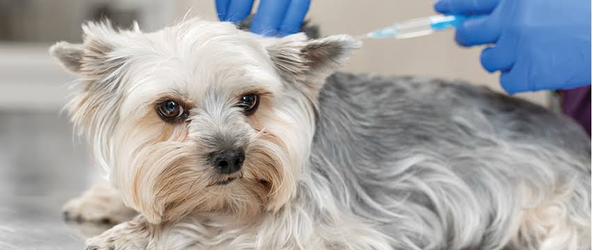 Dog Vaccination Camp: Free anti-rabies vaccination for dogs and cats on August 15th...! Camp in Raipur from 9 AM to 3 PM... Why is this vaccination necessary...?