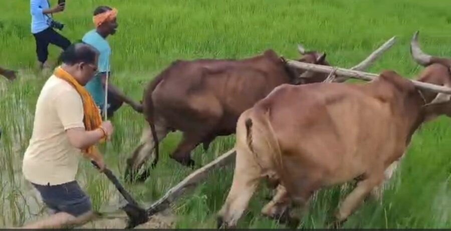 CM's Farmer Avatar: CM Sai steps into his field! He ploughed with bullocks and performed the 'Biyasi' operation; his farmer-like persona was on display in Bagiya—watch the video here.