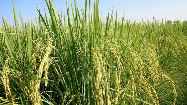 paddy crop