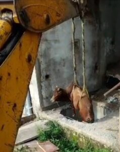 Cow Rescue: Cow falls into an open septic tank...! Municipal Corporation and fire team launch operation... successful rescue follows hours of effort.