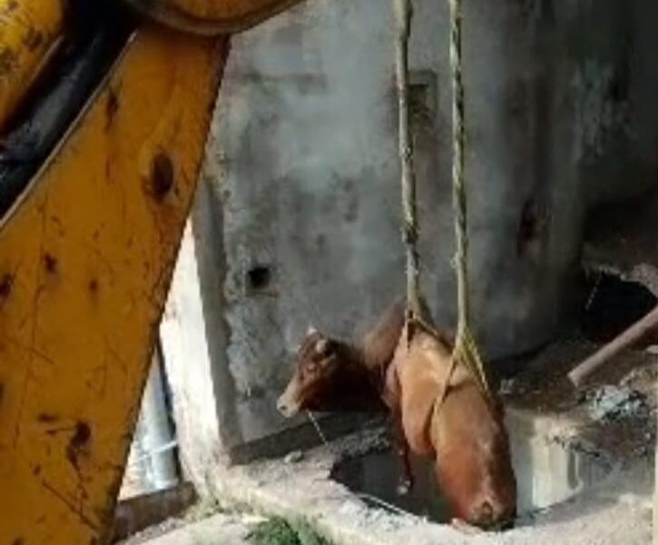 Cow Rescue: Cow falls into an open septic tank...! Municipal Corporation and fire team launch operation... successful rescue follows hours of effort.