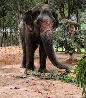 Elephant Madhuri