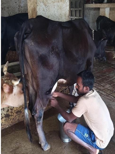 Milk Production