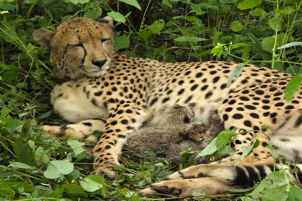 Kuno Cheetah News