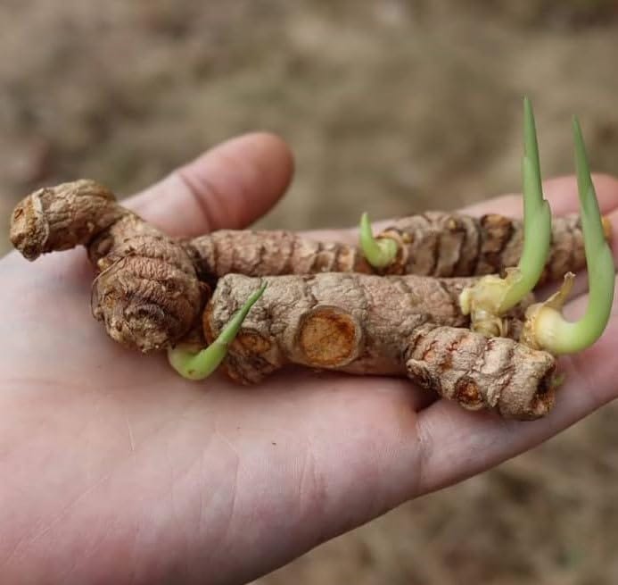 Turmeric seeds