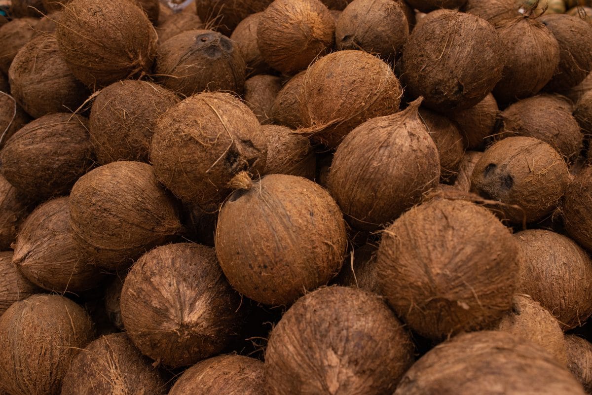 World Coconut Day