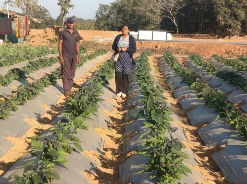 grafted tomato and brinjal crops