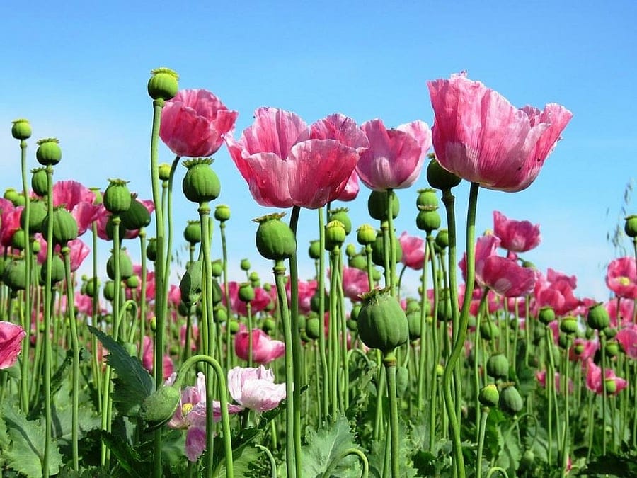 illicit opium cultivation