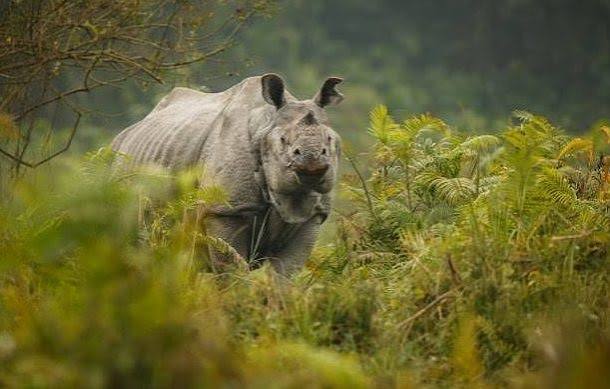 one-horned rhinoceroses