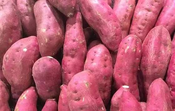 potato and sweet potato cultivation