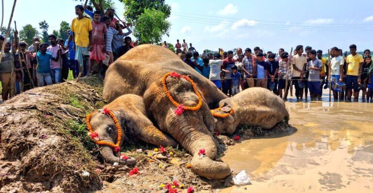 three elephants