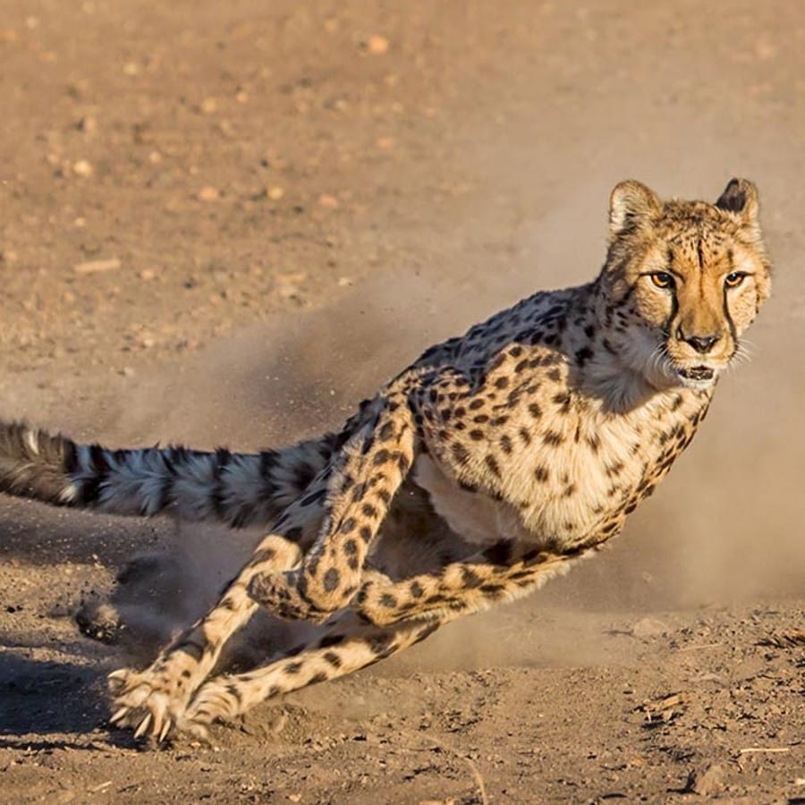 Cheetahs