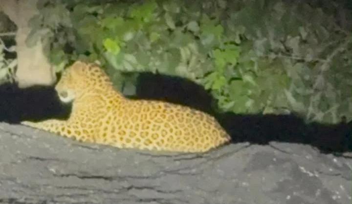 Leopard